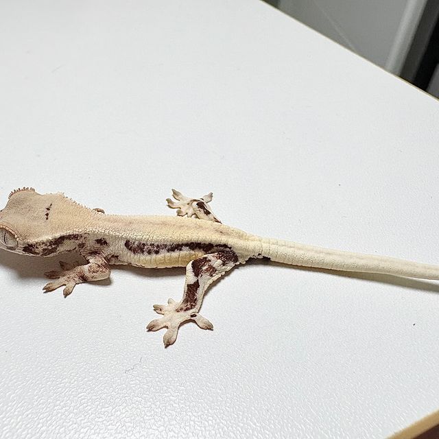 릴리화이트