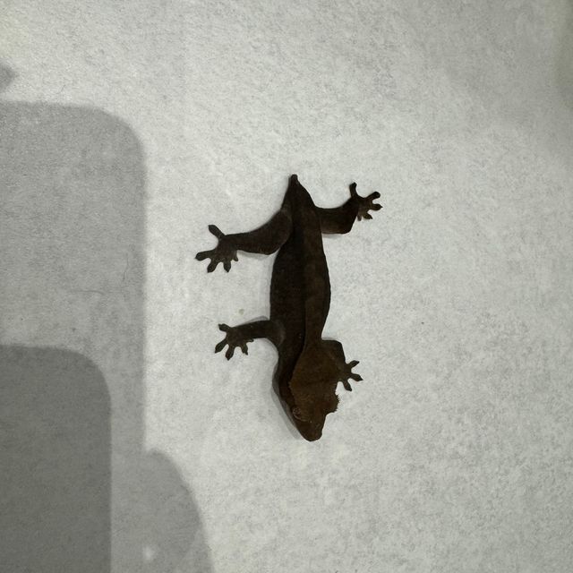 챠콜