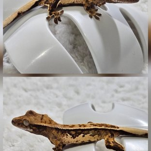 노멀 트라이 쿼드 풀핀