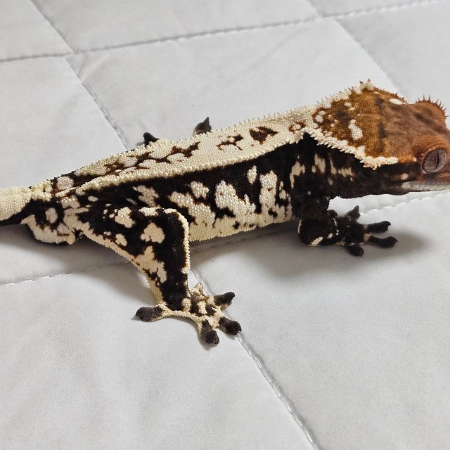 카푸치노 화이트