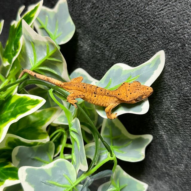 달마시안 슈퍼달마시안