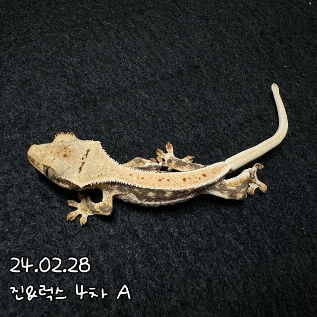 릴리화이트