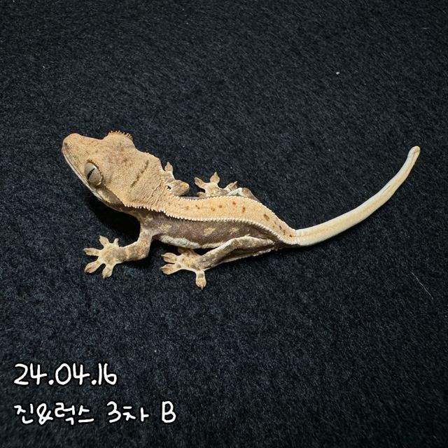 릴리화이트