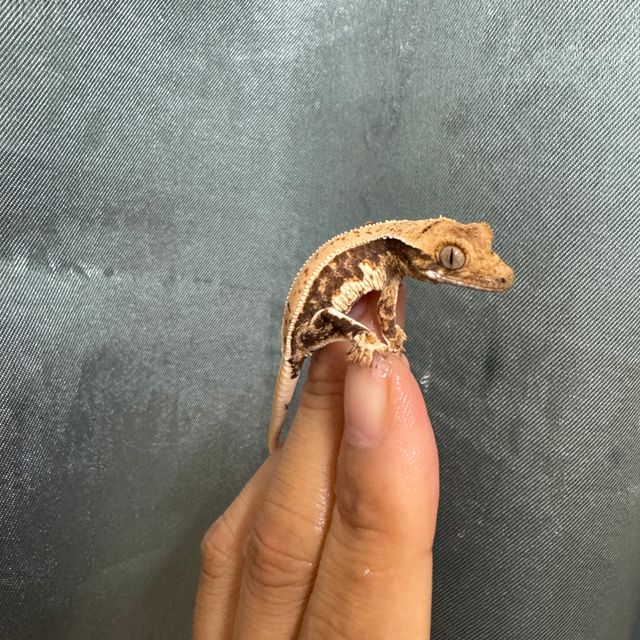 릴리화이트 풀핀