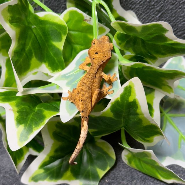 달마시안