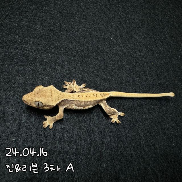 릴리화이트