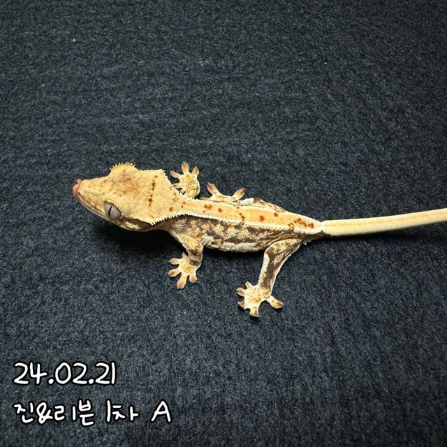 릴리화이트