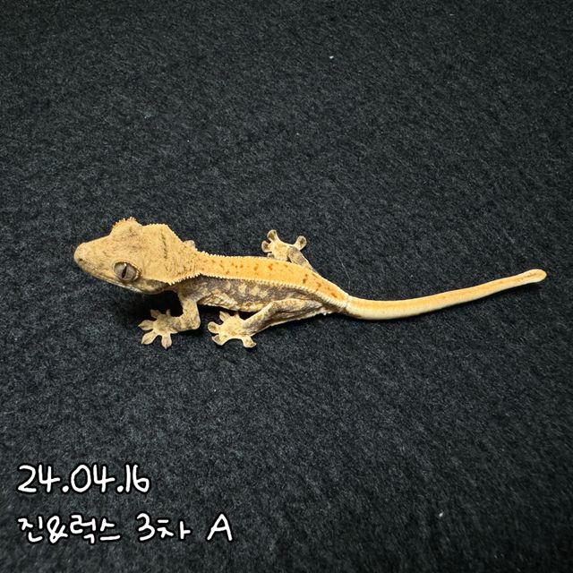 릴리화이트