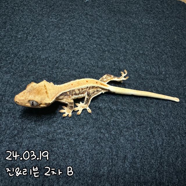 릴리화이트