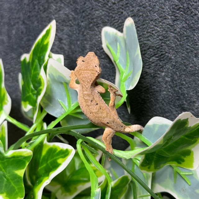 달마시안