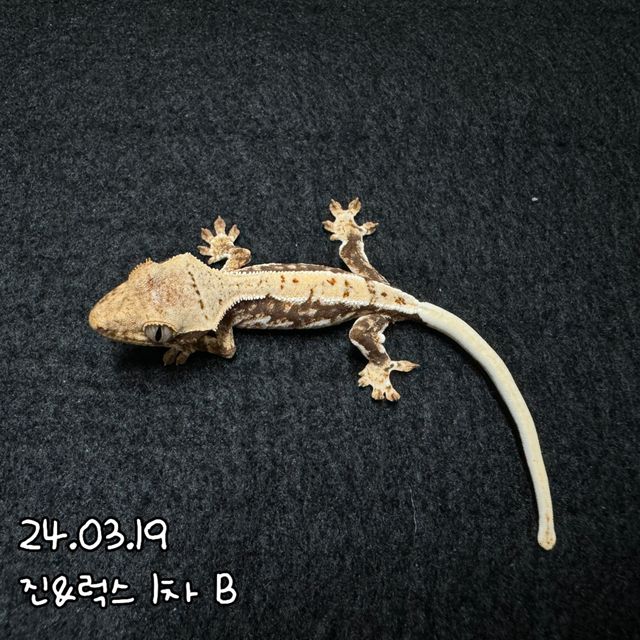 릴리화이트