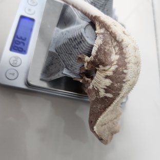 릴리화이트