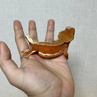 레드 팬텀 릴리화이트