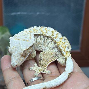 노멀 화이트스팟 화이트핀 익스트림할리퀸 트라이 화이트