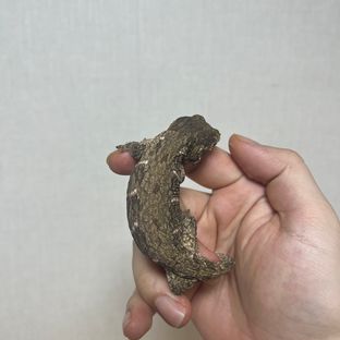 코기스 GT