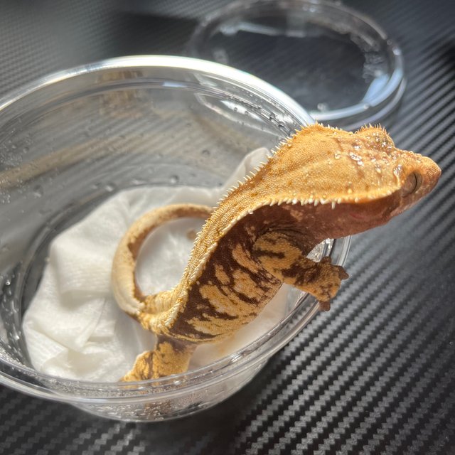 노멀 트라이 화이트스팟 화이트핀 텐저린 화이트