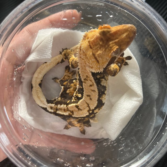 노멀 트라이 화이트스팟 화이트핀 익스트림할리퀸 텐저린