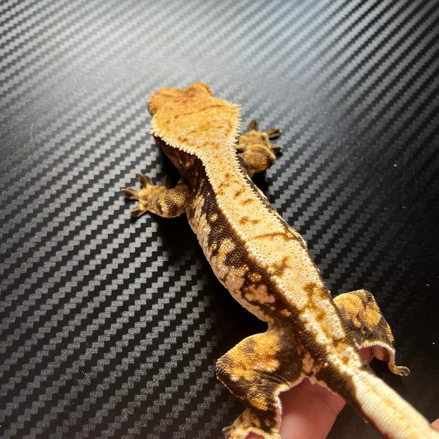 노멀 트라이 화이트스팟 화이트핀 익스트림할리퀸 텐저린