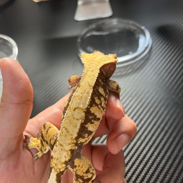 노멀 트라이 화이트스팟 화이트핀 텐저린 화이트