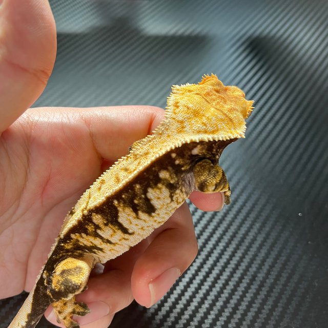 노멀 트라이 화이트스팟 화이트핀 익스트림할리퀸 텐저린