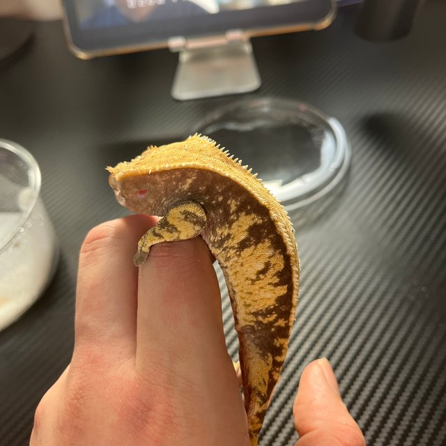 노멀 트라이 화이트스팟 화이트핀 텐저린 화이트