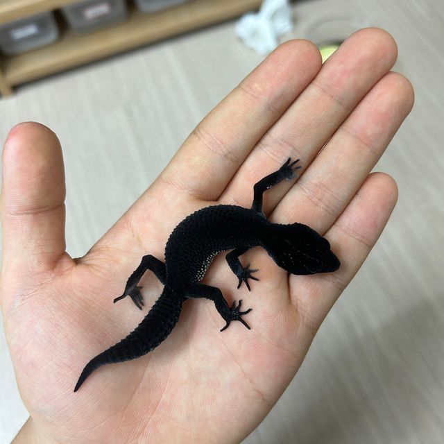 블랙나이트
