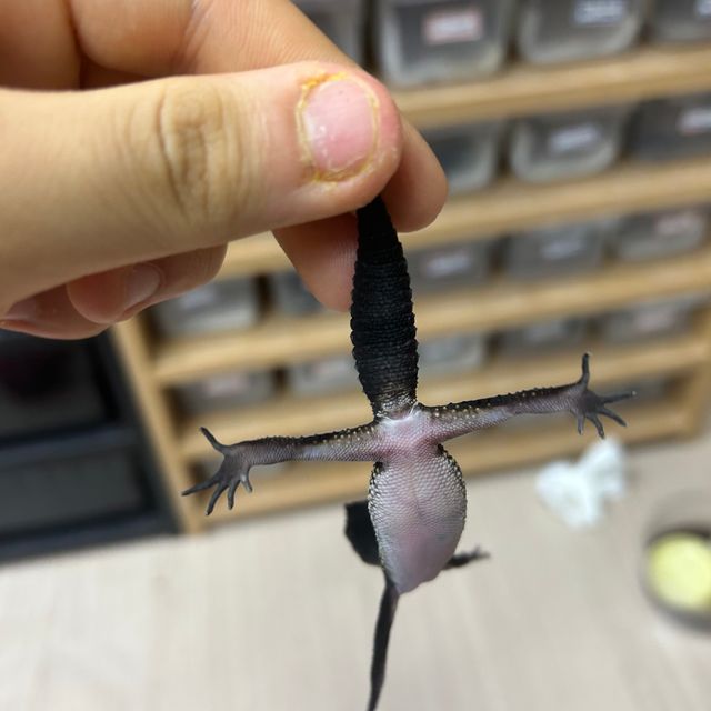 블랙나이트