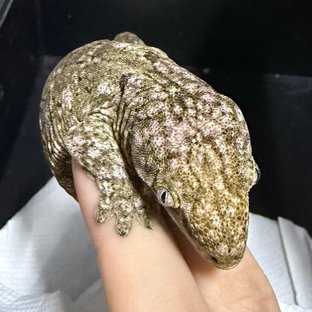 카나와 리핀리치스