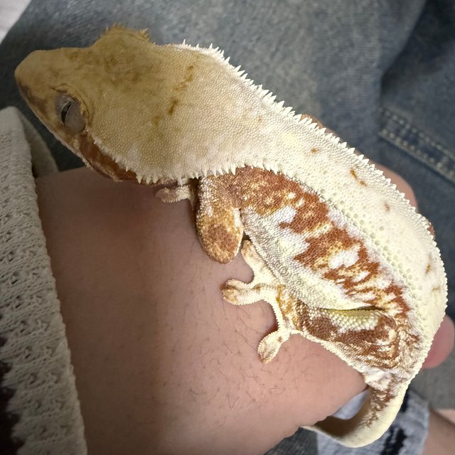 크림 릴리화이트