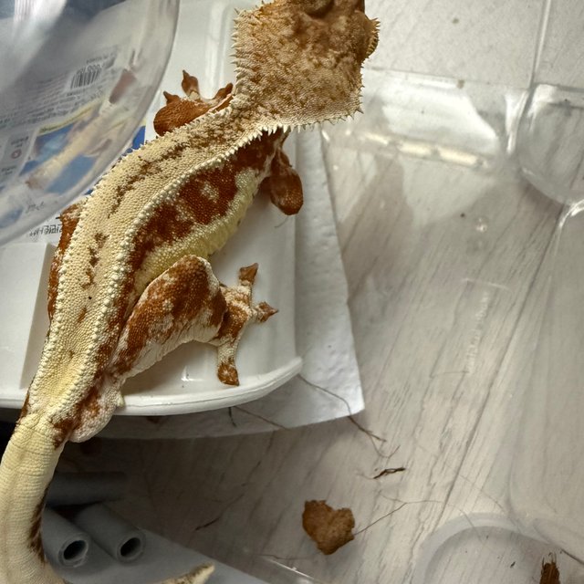 레드 릴리화이트