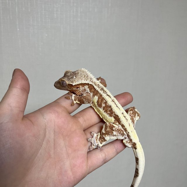 레드 릴리화이트