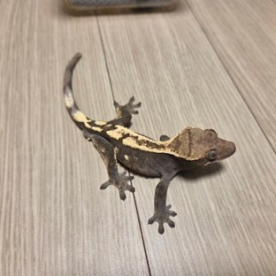 100%헷아잔틱 세이블