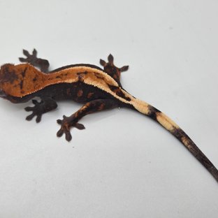 100%헷아잔틱 세이블