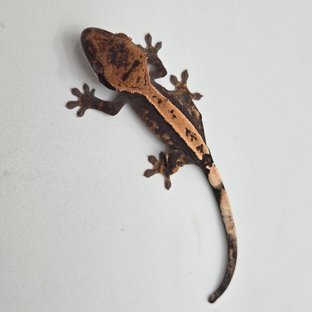 100%헷아잔틱 세이블