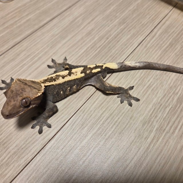 100%헷아잔틱 세이블