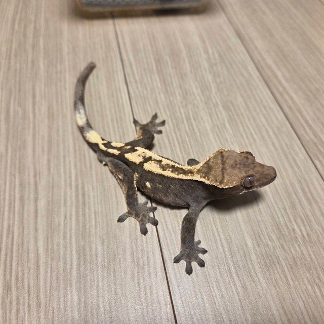 100%헷아잔틱 세이블