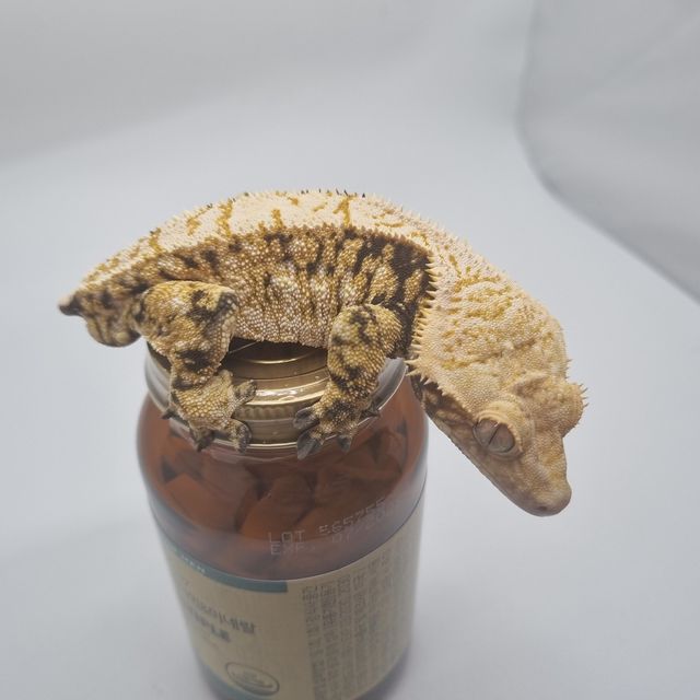 노멀 트라이