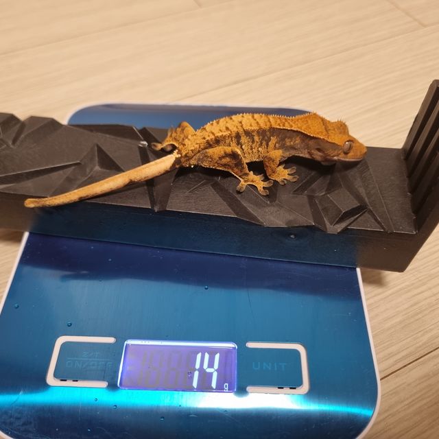 노멀 트라이 익스트림할리퀸