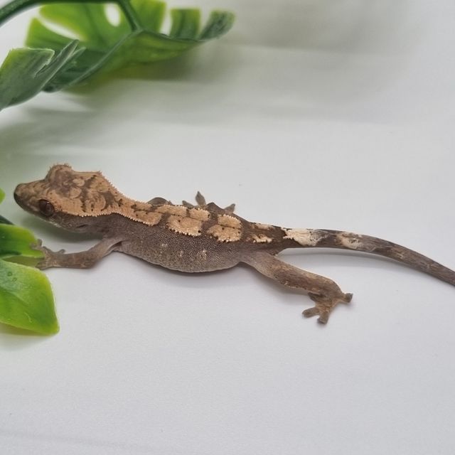 세이블 100%헷아잔틱