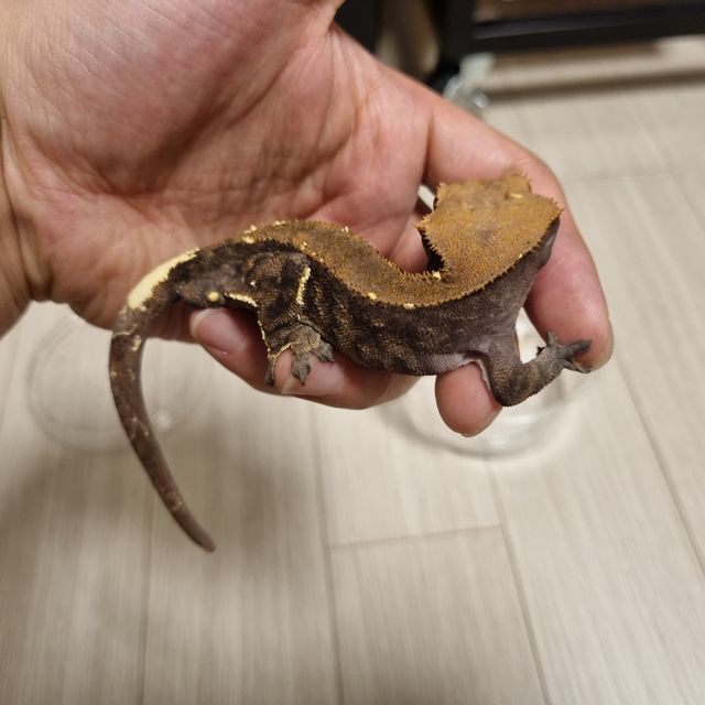 카푸치노