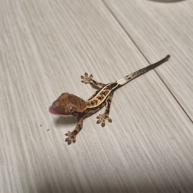 카푸치노