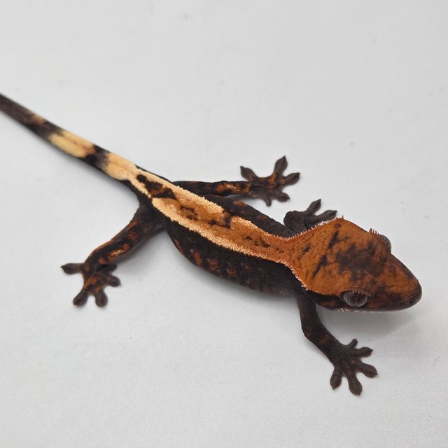 100%헷아잔틱 세이블