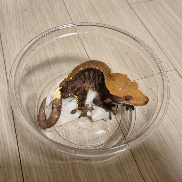 카푸치노