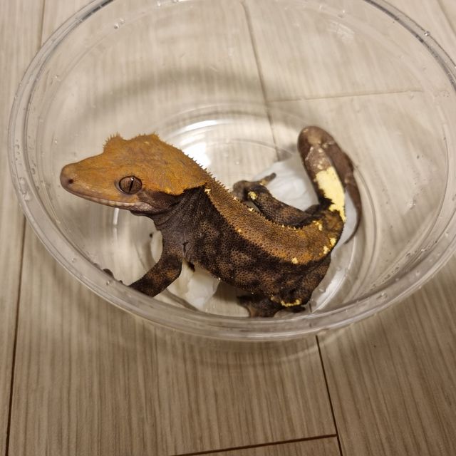 카푸치노