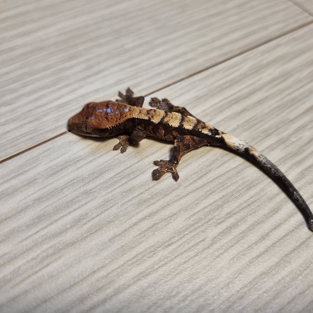 세이블