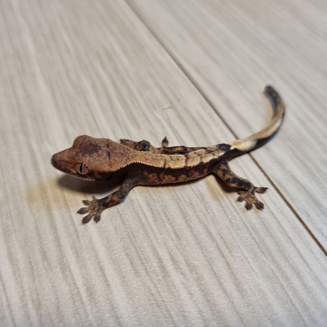 세이블
