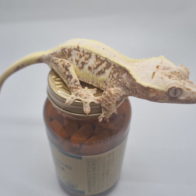 릴리화이트