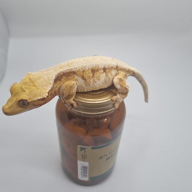 릴리화이트 트라이