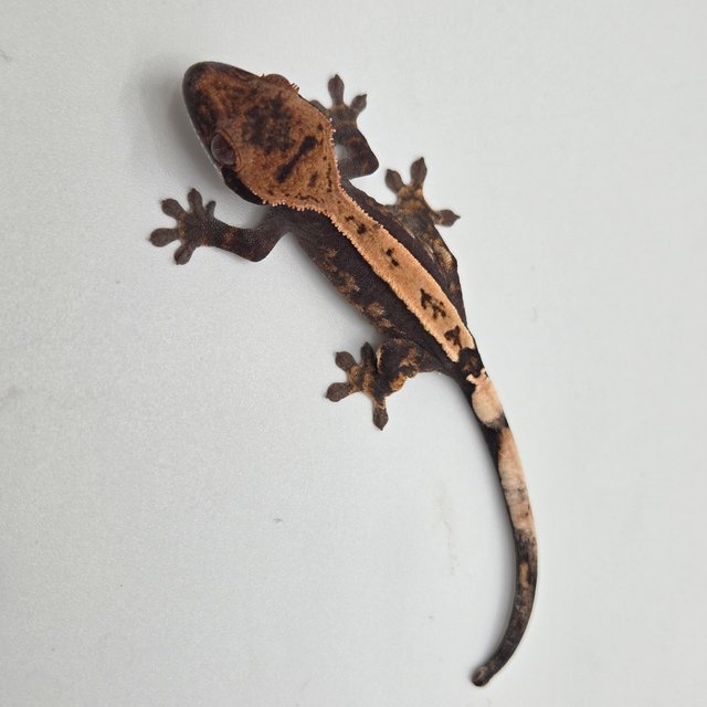 100%헷아잔틱 세이블