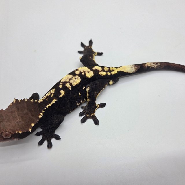 100%헷아잔틱 카푸치노